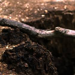 Oaks Of Bethel : Pillars of Cowardice III